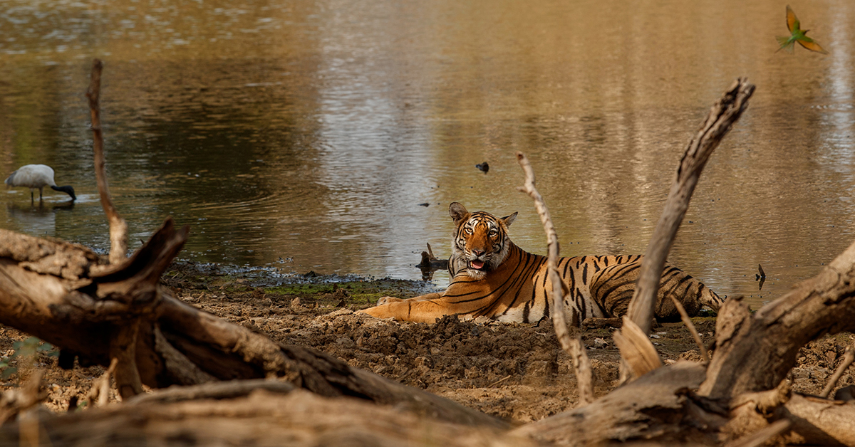 সুন্দরবন